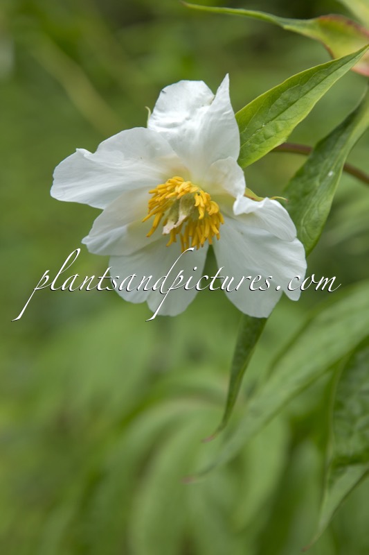 Paeonia ‘Late Windflower’