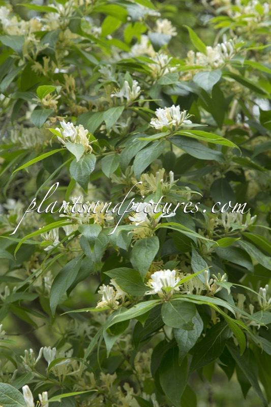 Lonicera morrowii