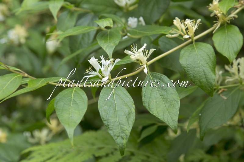 Lonicera morrowii