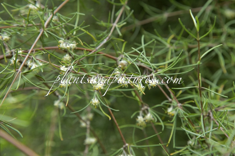 Olearia virgata var. lineata