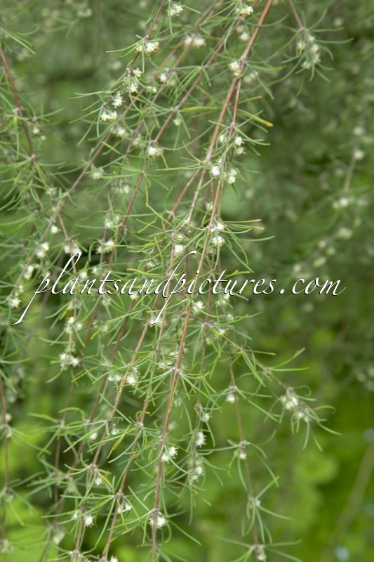 Olearia virgata var. lineata