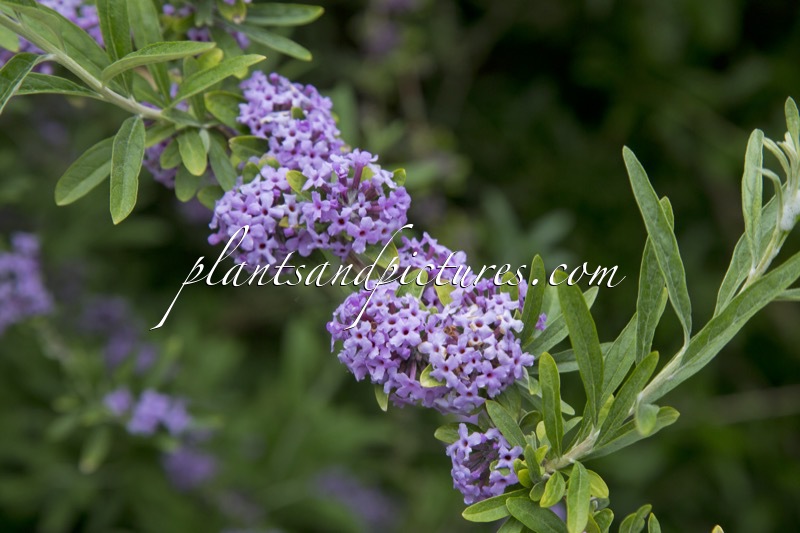Buddleja alternifolia