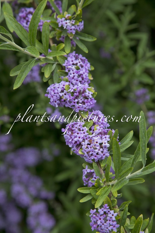 Buddleja alternifolia
