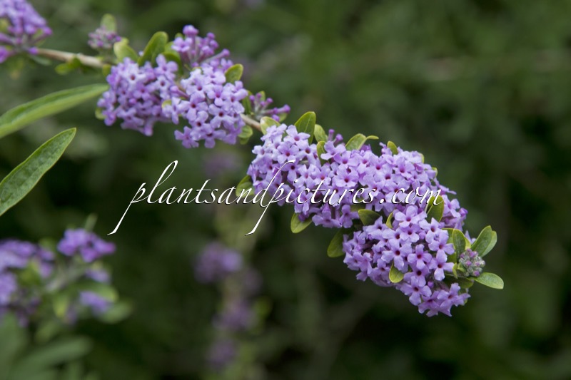 Buddleja alternifolia