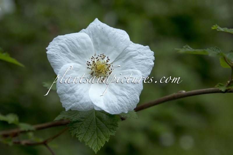 Rubus ‘Benenden’