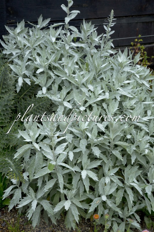 Artemisia ludoviciana ‘Valerie Finnis’