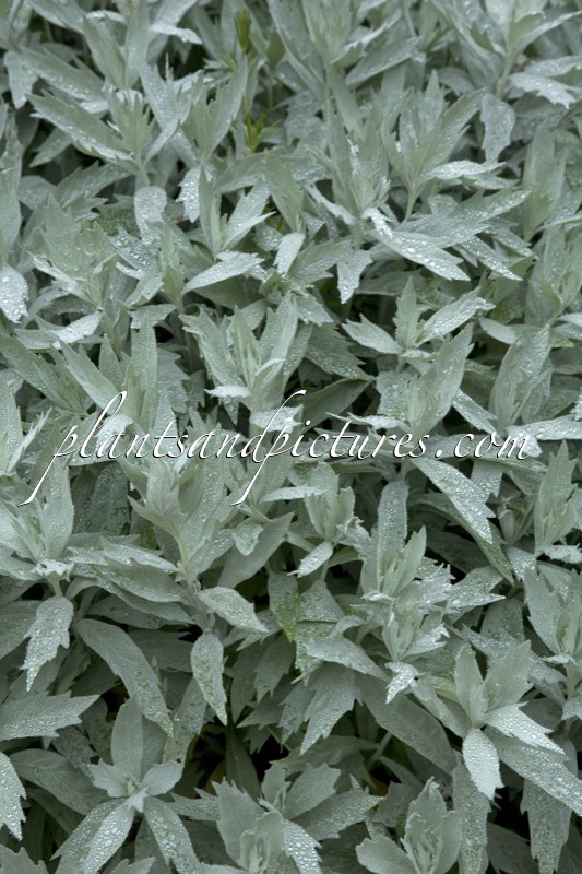 Artemisia ludoviciana ‘Valerie Finnis’