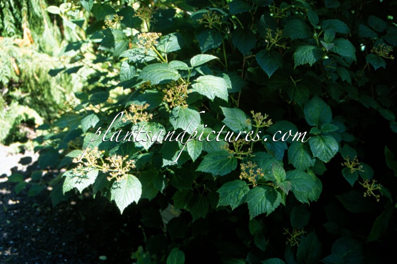 Viburnum acerifolium