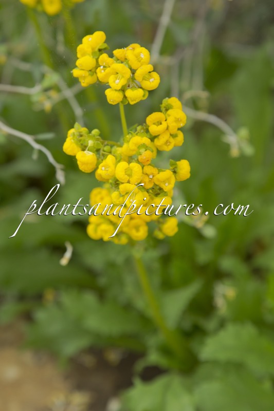 Calceolaria corymbosa
