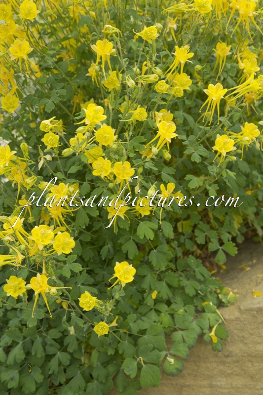 Aquilegia chrysantha