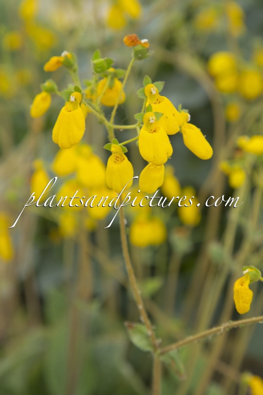 Calceolaria andina