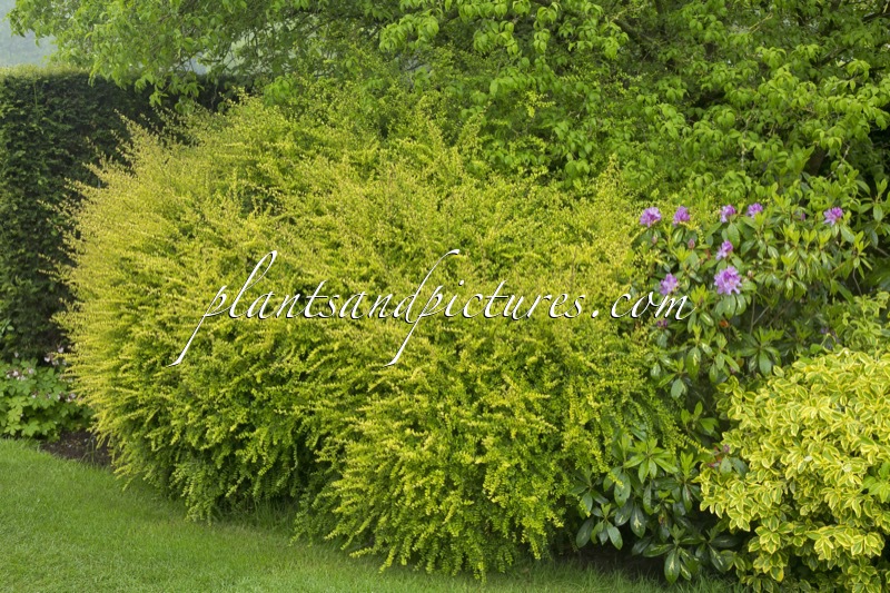 Lonicera nitida ‘Baggesen’s Gold’