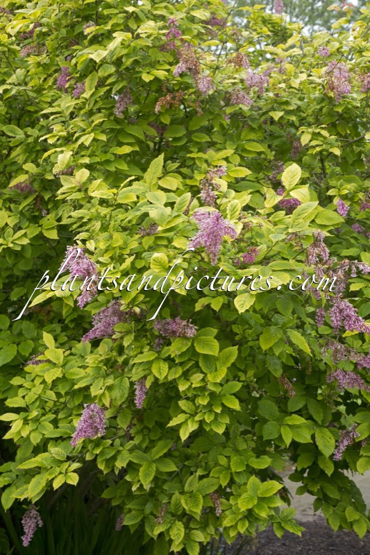 Syringa prestoniae ‘Variegata’