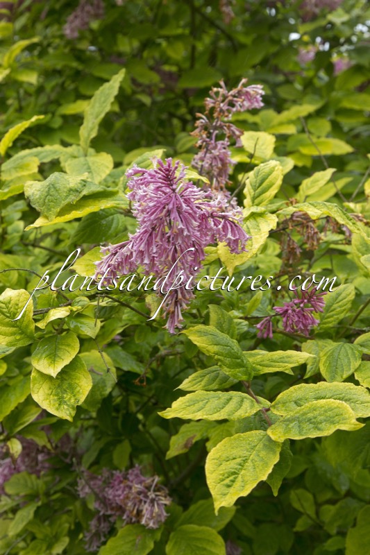 Syringa prestoniae ‘Variegata’
