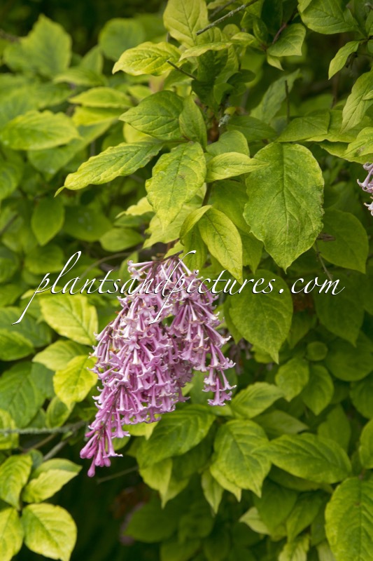 Syringa prestoniae ‘Variegata’