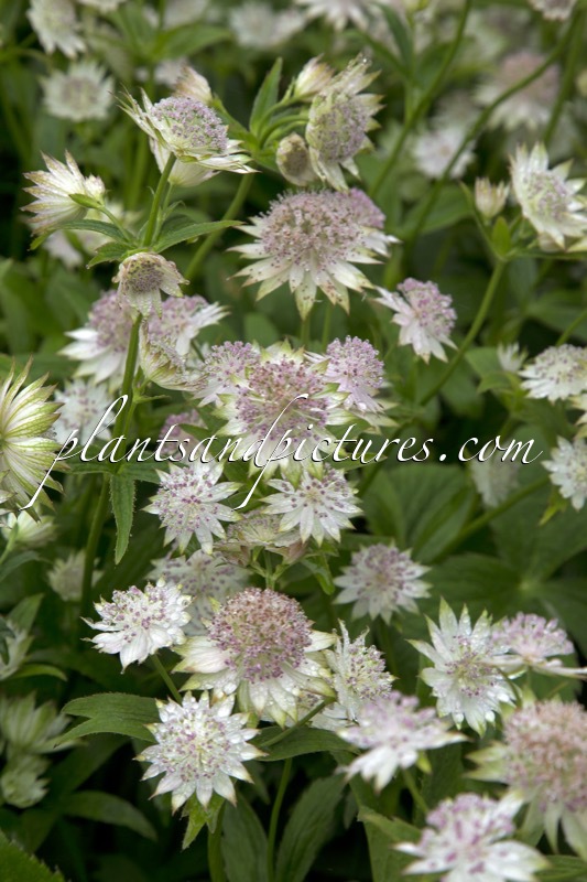 Astrantia ‘Buckland’