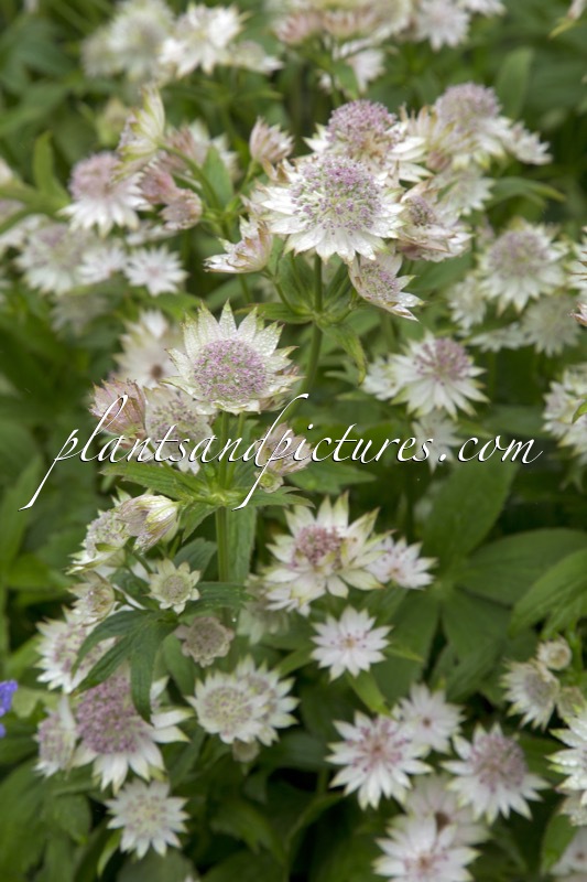Astrantia ‘Buckland’