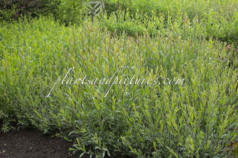 Salix purpurea ‘Nana’