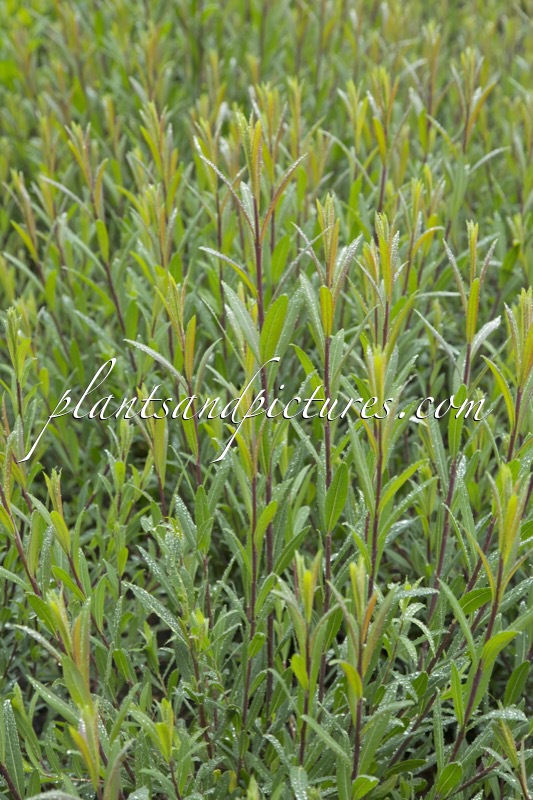 Salix purpurea ‘Nana’