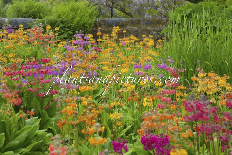 Primula Harlow Carr Hybrids