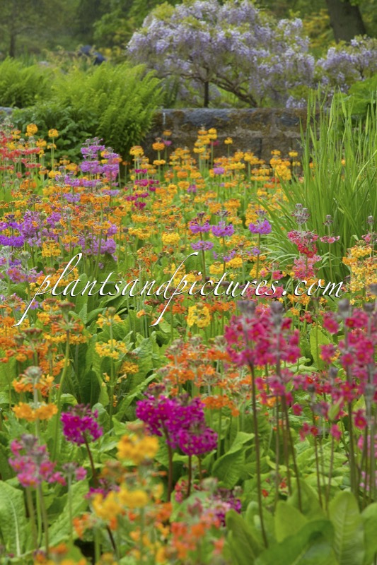 Primula Harlow Carr Hybrids