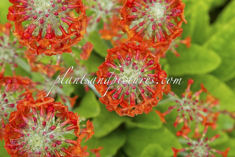 Primula Harlow Carr Hybrids