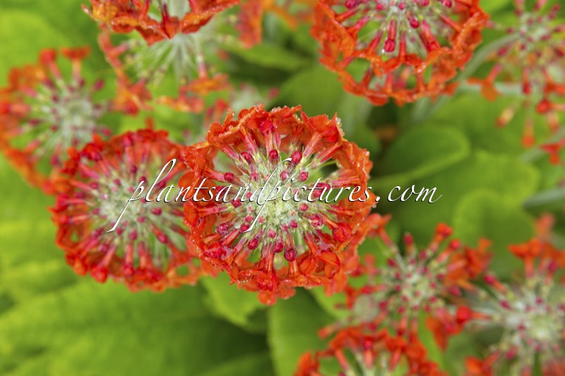 Primula Harlow Carr Hybrids