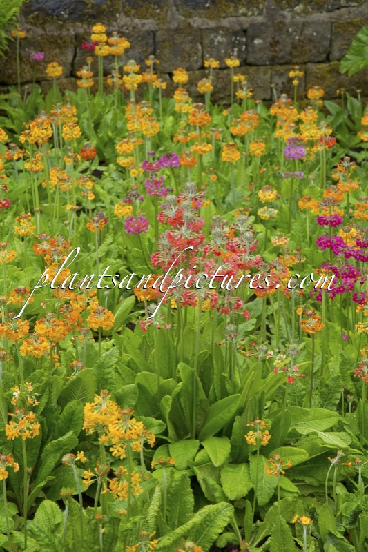 Primula Harlow Carr Hybrids