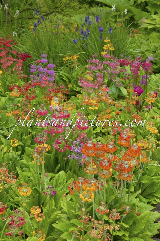 Primula Harlow Carr Hybrids