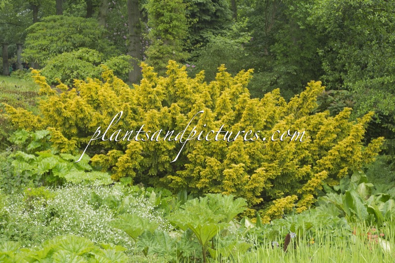 Taxus baccata ‘Dovastonii Aurea’