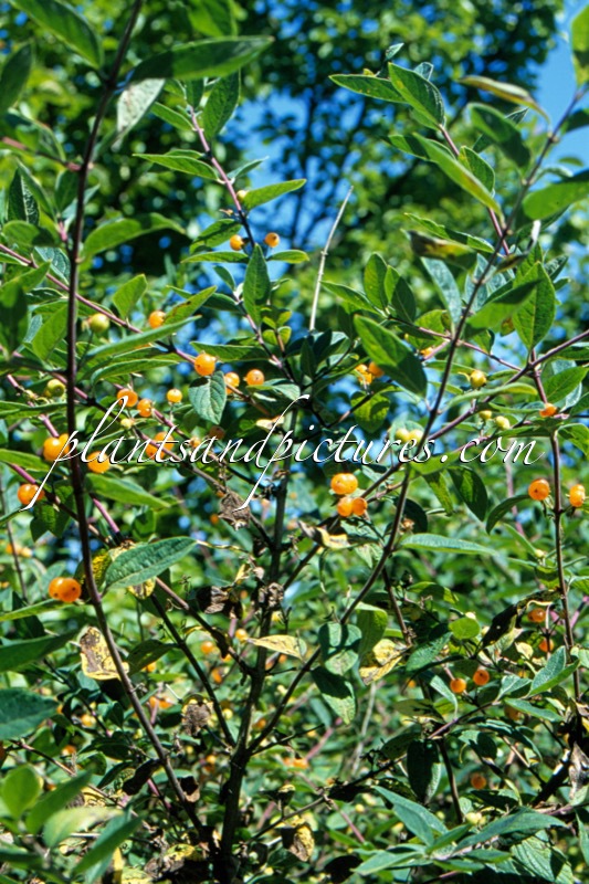 Lonicera morrowii ‘Guldperle’