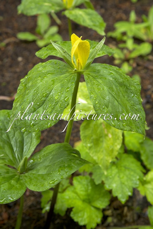 Trillium luteum