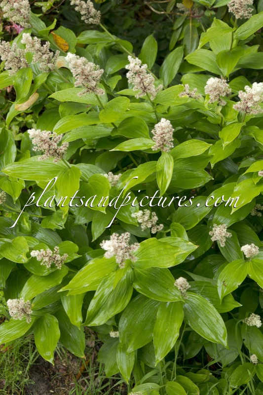 Maianthemum stellatum