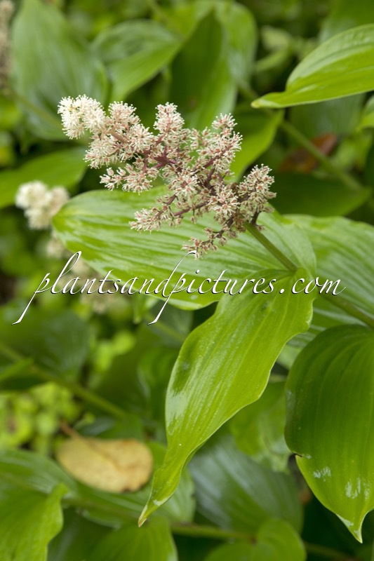 Maianthemum stellatum