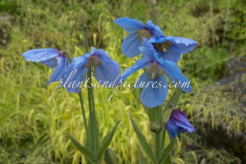 Meconopsis ‘Lingholm’