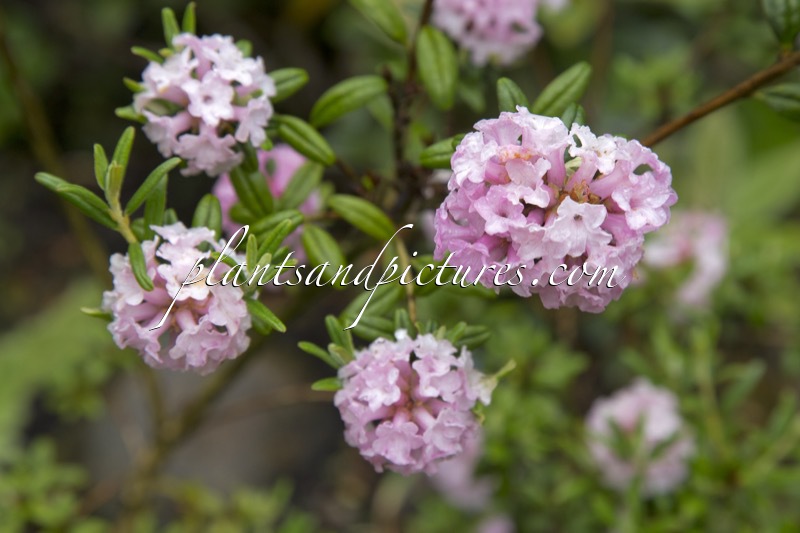 Rhododendron trichostomum ‘Collingwood Ingram’