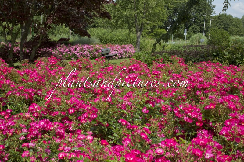 Rosa ‘Bokrathon’ (MARATHON)