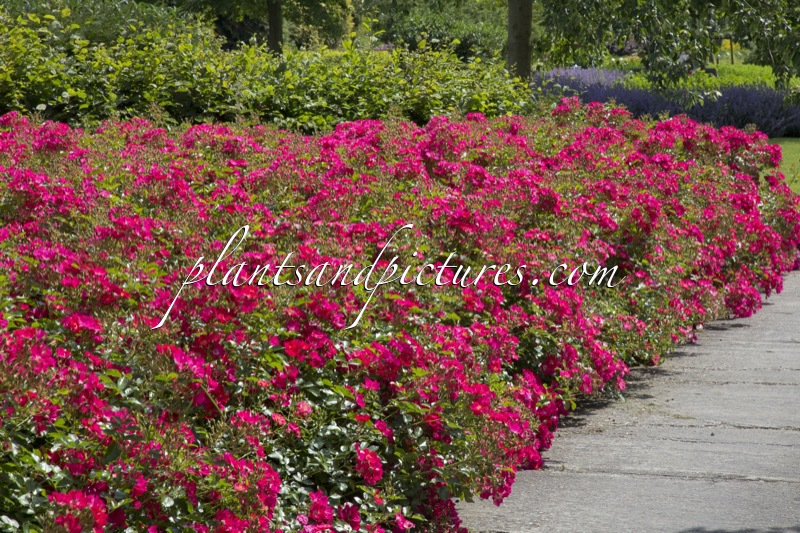 Rosa ‘Bokrathon’ (MARATHON)