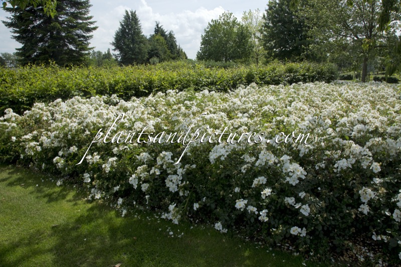 Rosa ‘Bokrarug’ (RUGBY)