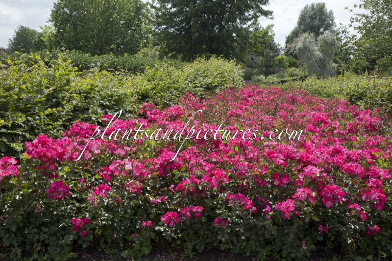 Rosa ‘Bokraruibas’ (BASEBALL)