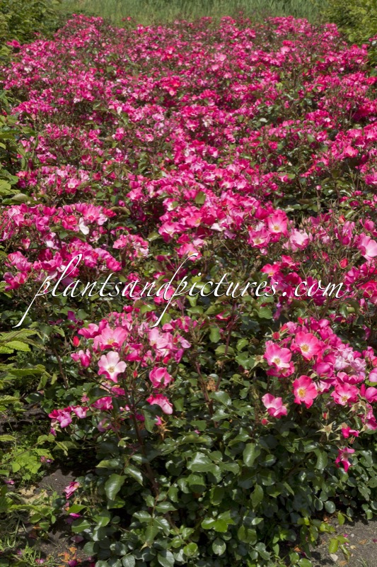 Rosa ‘Bokraruibas’ (BASEBALL)