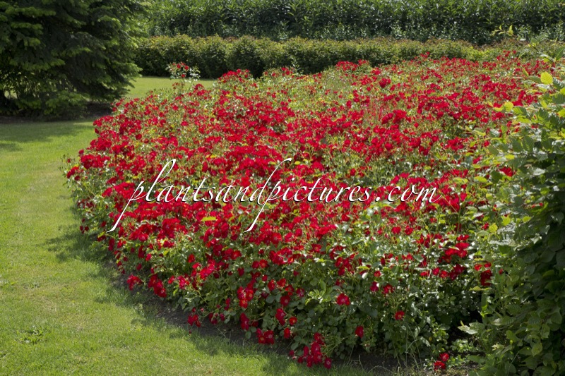 Rosa ‘Bokrapolo’ (RALLY)