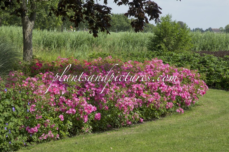 Rosa ‘Bokramar’ (FLORIADE 2002)
