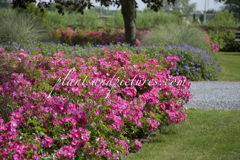 Rosa ‘Bokramar’ (FLORIADE 2002)