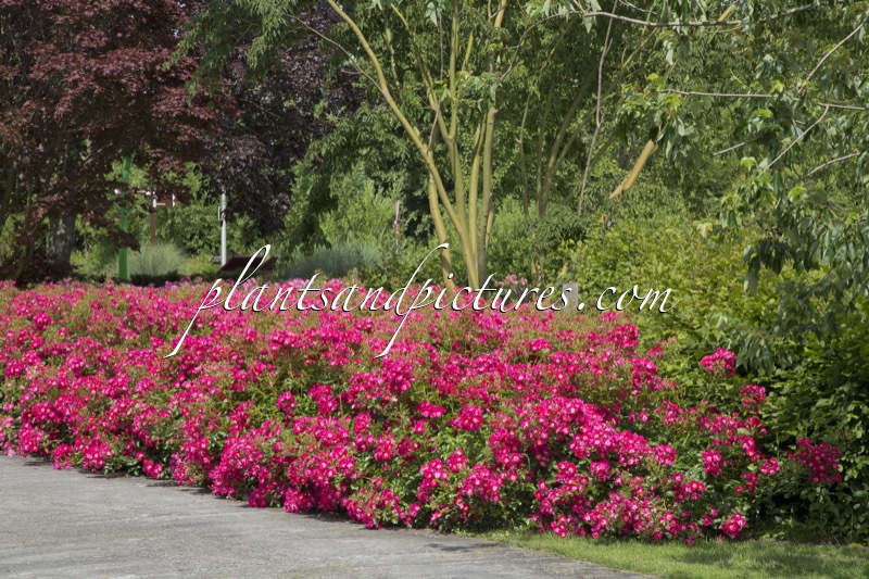 Rosa ‘Bokrathon’ (MARATHON)