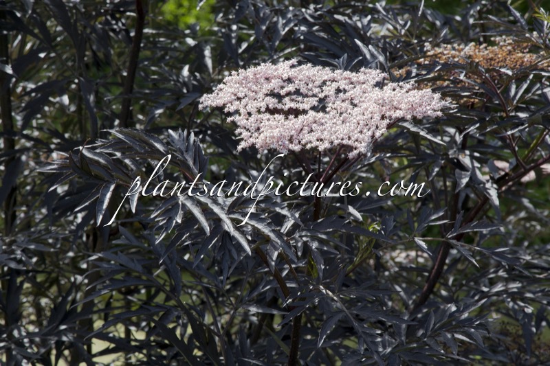 Sambucus nigra ‘Eva’ (BLACK LACE)
