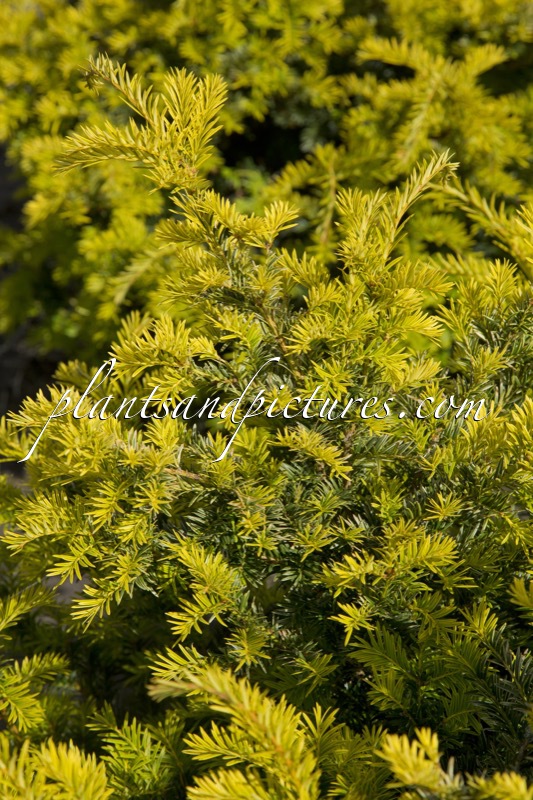 Taxus baccata ‘Golden Carol’