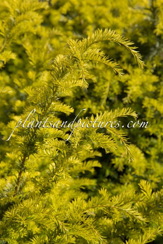 Taxus baccata ‘Golden Carol’