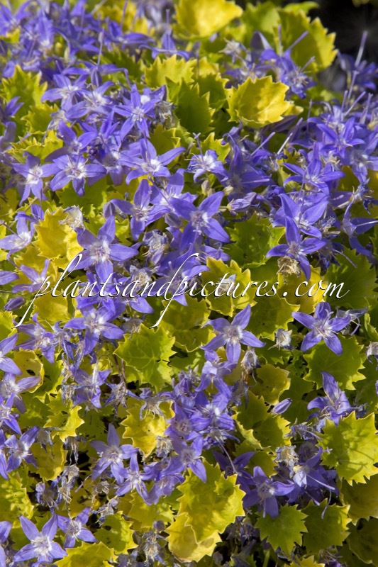 Campanula ‘Dickson’s Gold’