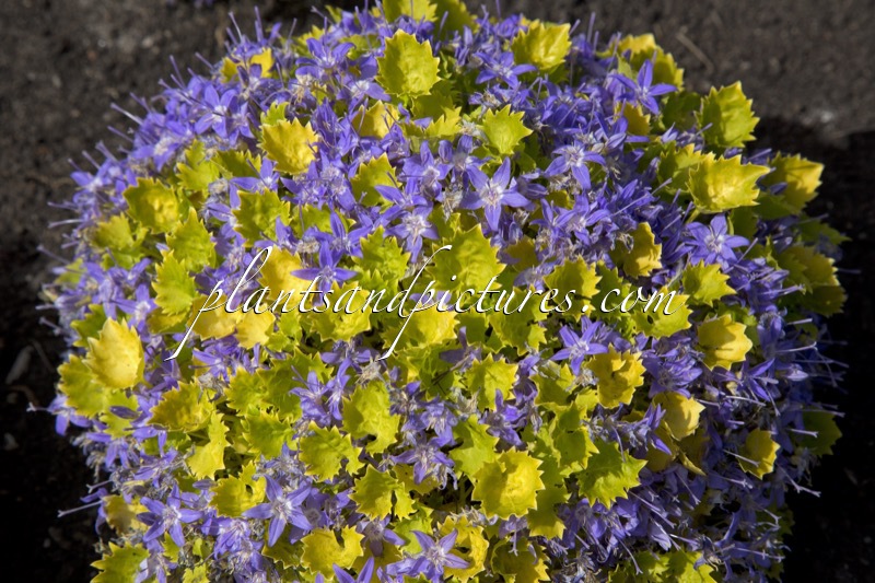 Campanula ‘Dickson’s Gold’